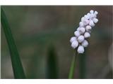 Grozdasta hrušica (Muscari neglectum)