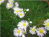 Enoletna suholetnica (Erigeron annuus)