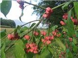 Navadna trdoleska (Euonymus europaea)