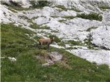 Visoka Bela špica - Cima Alta di Riobianco tale se pa ni nič bal