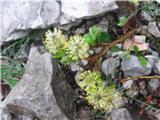 Gola vrba (Salix glabra)