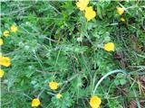 Gomoljasta zlatica (Ranunculus bulbosus)