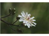 Mesnordeči dimek (Crepis slovenica)