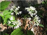 Čemaž (Allium ursinum)