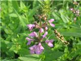 Močvirski čišljak (Stachys palustris)