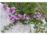 Divji timijan ali materina dušica (Thymus serpyllum)