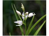 Dolgolistna naglavka (Cephalanthera longifolia)