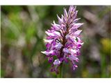 Orchis militaris