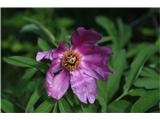 Navadna potonika (Paeonia officinalis)