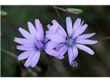 Lactuca perennis