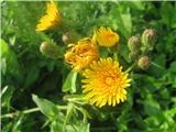 Sonchus arvensis