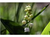 Šmarnica (Convallaria majalis)