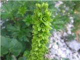 Lobelova zelena čmerika (Veratrum album subsp. lobelianum)