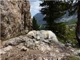 Prelaz,Passo Sella - Mesto Kamnov, Città dei Sassi   Idealni habitat ne samo zanj!