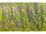 Navadni gadovec Echium vulgare