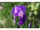 Ilirska perunika (Iris pallida illyrica)