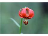 Golden Apple (Lilium carniolicum)