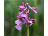 Navadna kukavica (Orchis morio)