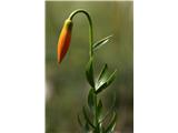 Lilium carniolicum