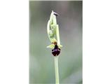 Muholiko mačje uho (Ophrys insectifera)