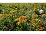 Cypress Spurge (Euphorbia cyparissias)