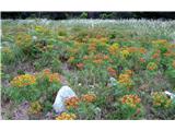 Cipresasti mleček (Euphorbia cyparissias)