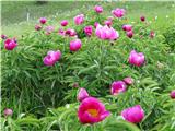 Paeonia officinalis