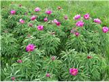 Paeonia officinalis