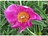 Paeonia officinalis