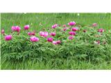 Paeonia officinalis