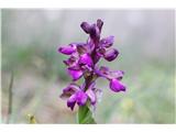 Orchis morio