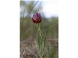 Gorska logarica (Fritillaria orientalis)