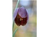 Gorska logarica (Fritillaria orientalis)