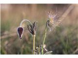 Pulsatilla montana