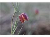 Fritillaria orientalis