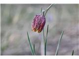 Gorska logarica (Fritillaria orientalis)