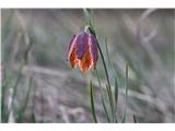 Gorska logarica (Fritillaria orientalis)