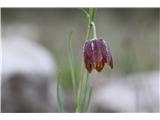 Fritillaria orientalis