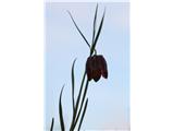 Gorska logarica (Fritillaria orientalis)