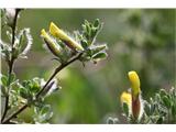 Dlakava relika (Chamaecytisus hirsutus)