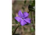 Lesser Periwinkle (Vinca minor)