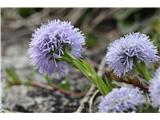 Navadna mračica (Globularia punctata)