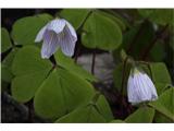 Navadna zajčja deteljica (Oxalis acetosella)