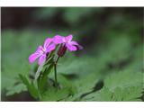 Geranium robertianum