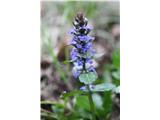 Plazeči skrečnik (Ajuga reptans)