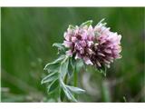 Anthyllis jacquinii