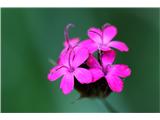 Krvavordeči klinček (Dianthus sanguineus)