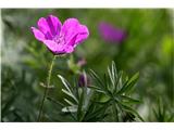 Krvavordeča krvomočnica (Geranium sanguineum)