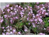 Divji timijan ali materina dušica (Thymus serpyllum)