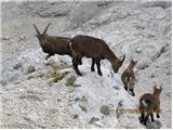 Kamniško sedlo - Brana - Turska gora - Skuta - Štruca - Kokrsko sedlo Ti se pa nisu dali smetat, so se lepo pofotkali, in rinili po svojem ...